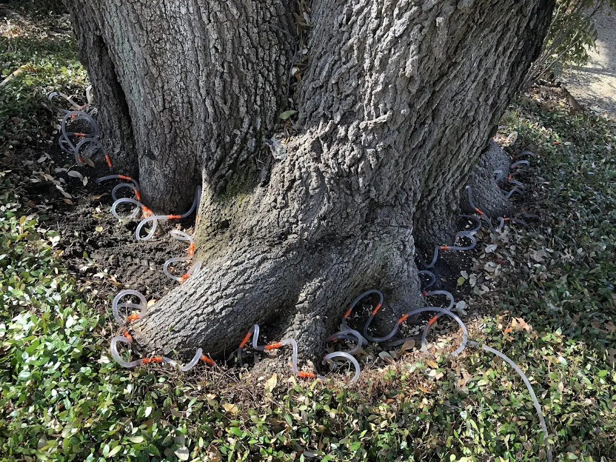 Detailed Tree Cabling and Bracing job site in Lignite