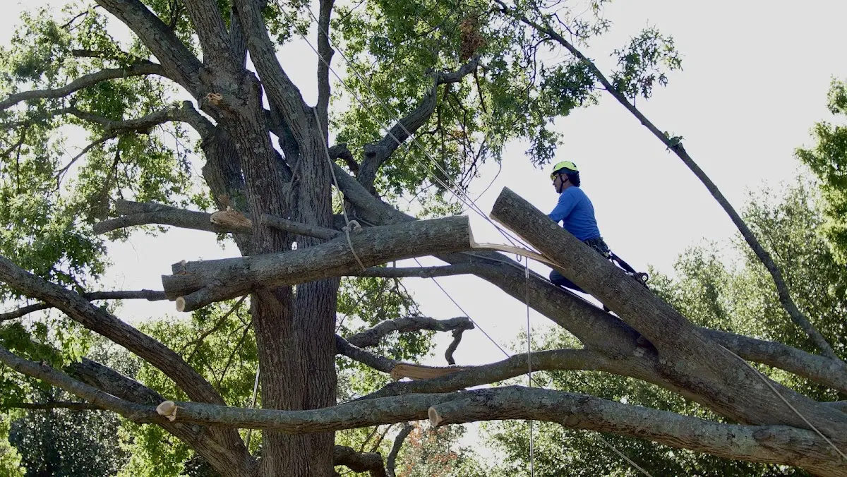 Professional Crown Thinning performed by certified arborists in Lignite