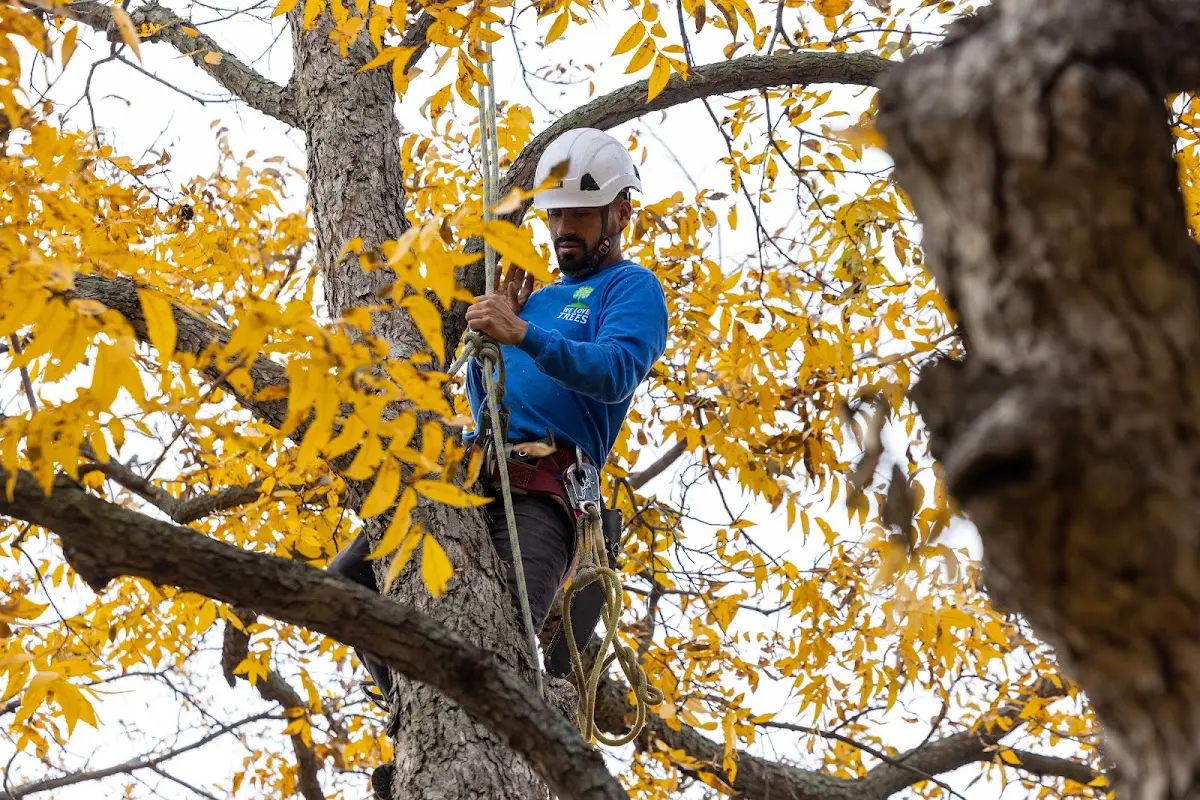 Skilled Dead Tree Removal crew working in Lignite